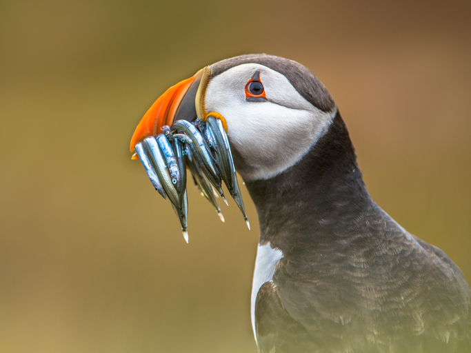 Papageientaucher im Profil mit mehreren kleinen Fischen quer im Schnabel, auf grüner Wiese stehend.