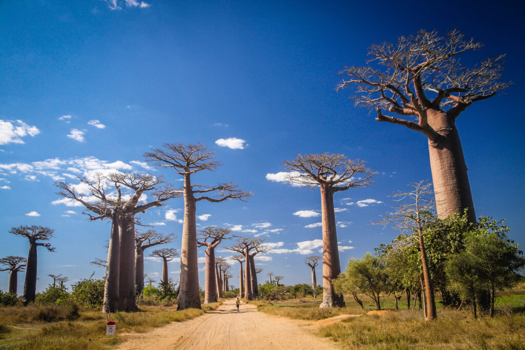Die berühmten Avenida de Baobab in der Nähe von Morondava, Madagaskar - Bildnachweis: pawopa3336 Stock-Datei-ID: 547040384 – Lizenz vom: 08.07.2025