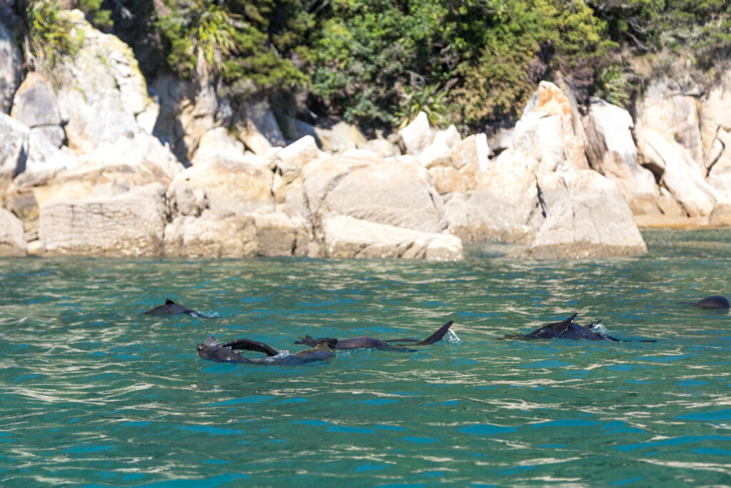 Eine Gruppe Robben im Abel-Tasman-Nationalpark, Neuseeland - Bildnachweis: olli0815 Stock-Datei-ID: 607752000 – Lizenz vom: 04.07.2025