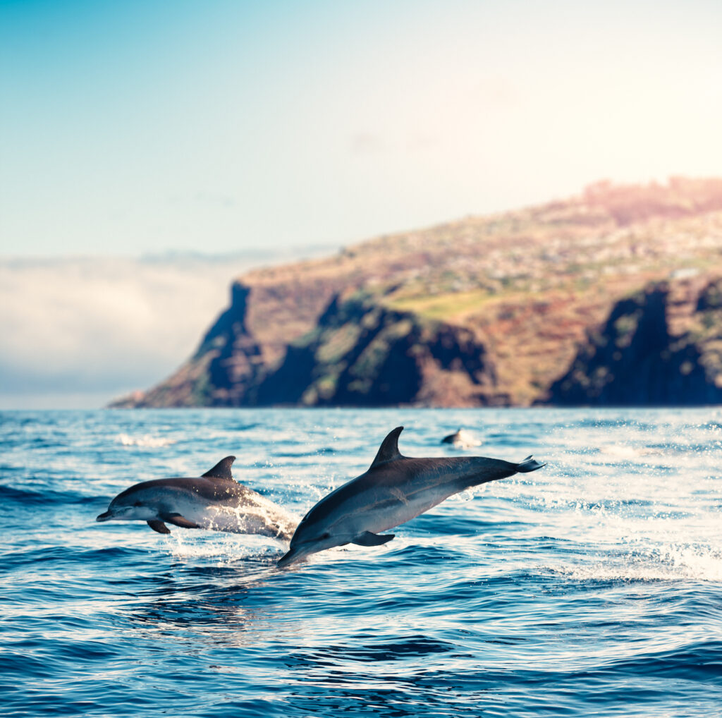 Eine Gruppe von Delfinen im Meer vor Madeira - Bildnachweis: borchee Stock-Datei-ID: 869242896 – Lizenz vom: 03.07.2025