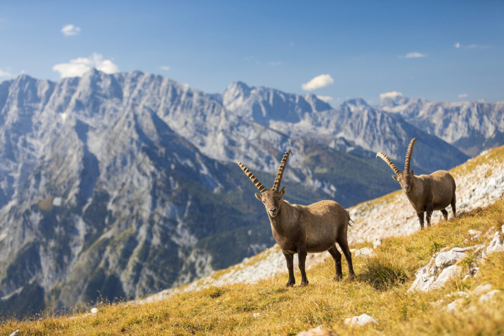 Zwei Alpensteinböcke stehen auf einer Bergwiese im Nationalpark Berchtesgaden mit imposantem Gebirgspanorama im Hintergrund.