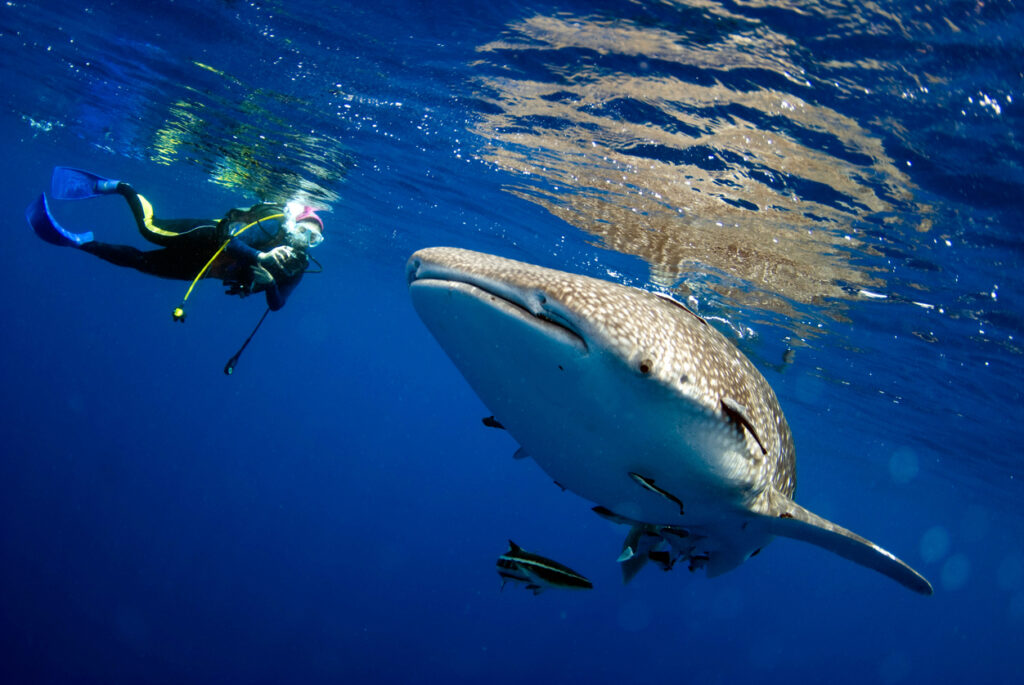 Taucher schwimmt neben einem großen Walhai im klaren, tiefblauen Wasser vor den Philippinen.