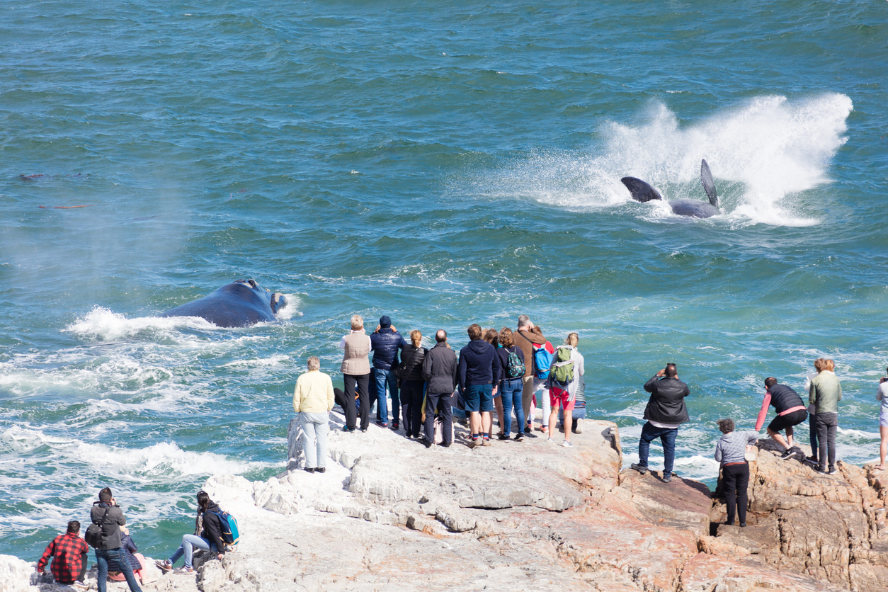 Menschen beobachten vom Ufer aus Wale in Hermanus, Südafrika.