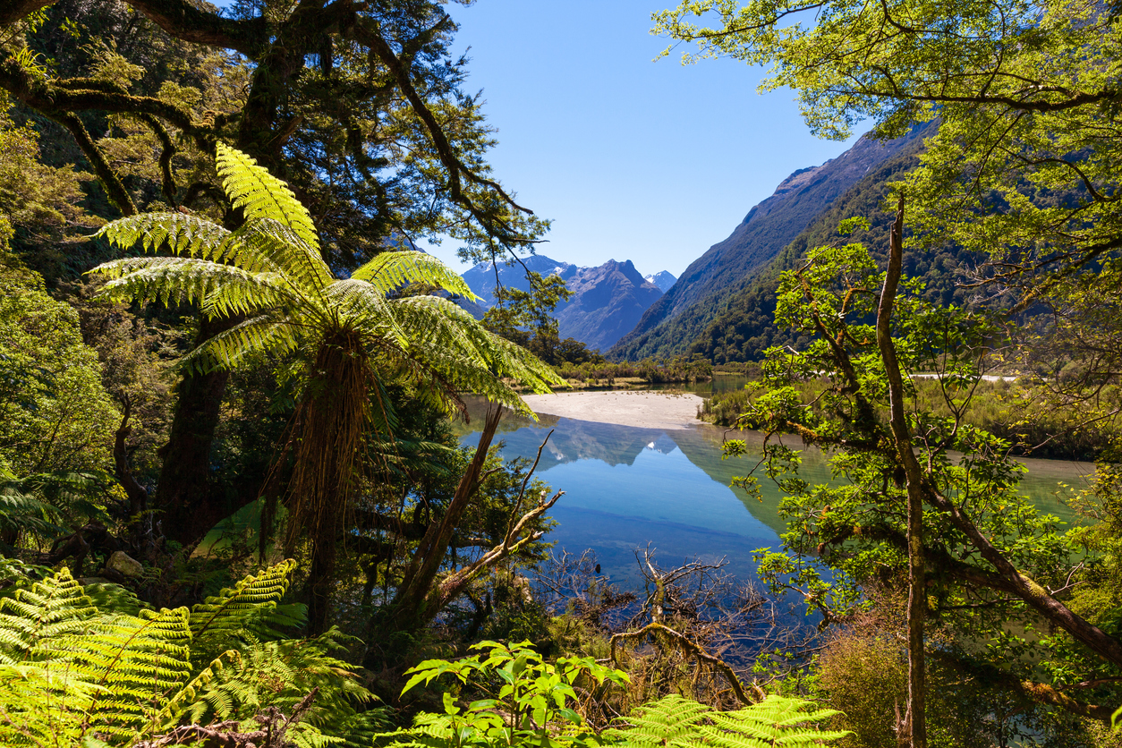 Blick durch dichten Regenwald auf einen See mit Bergspiegelung im Fiordland-Nationalpark in Neuseeland.