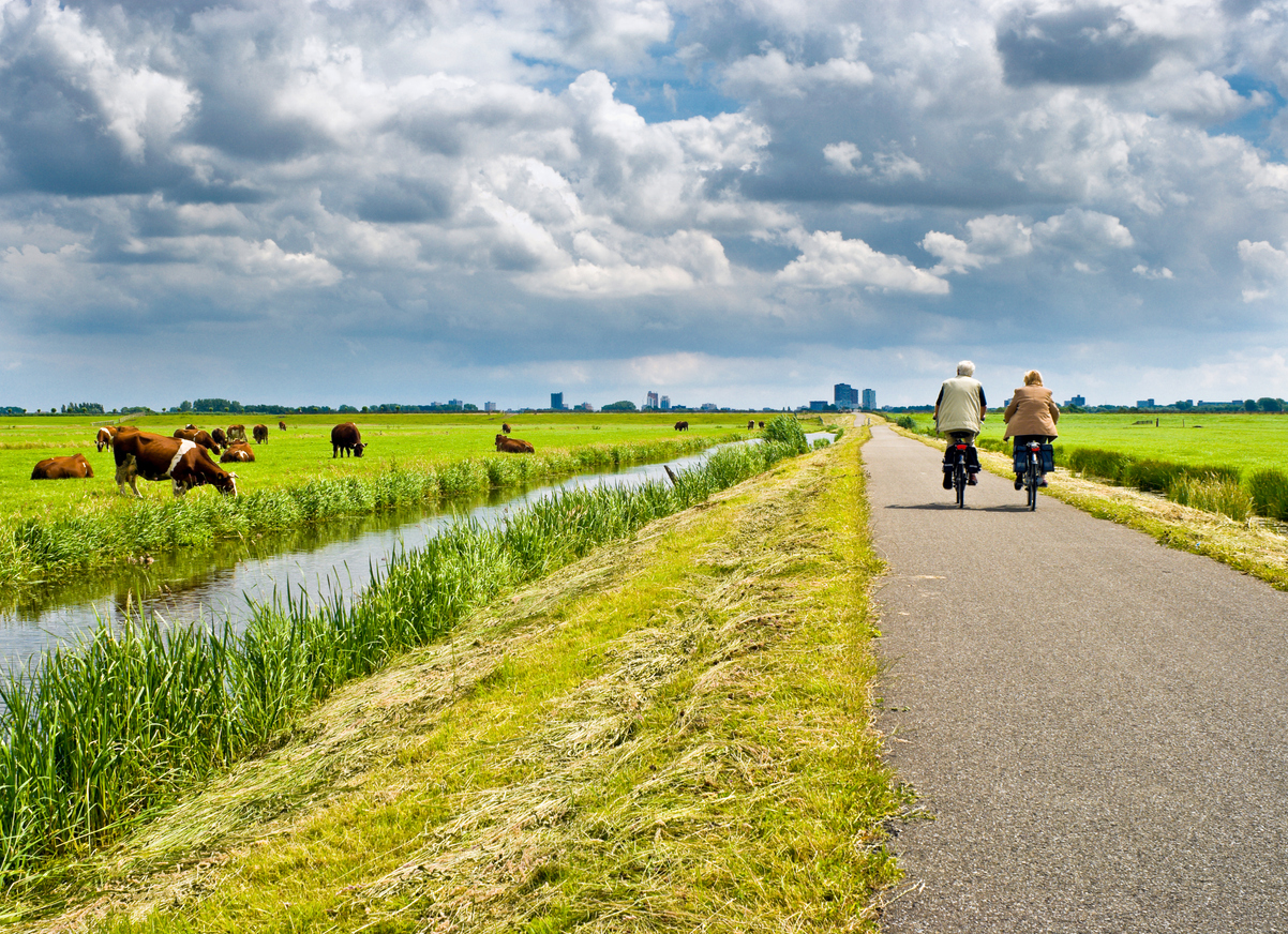 Zwei Personen fahren mit dem Fahrrad auf einem Radweg durch die niederländische Landschaft, neben einer Weide mit grasenden Kühen und einem Wassergraben.
