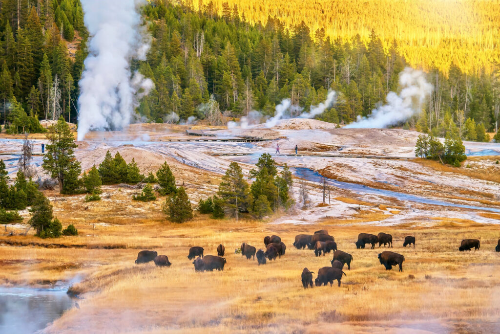 Bisonherde grast auf einer Wiese, während im Hintergrund Geysire im Oberen Geysirbecken des Yellowstone Nationalparks Dampf ausstoßen.