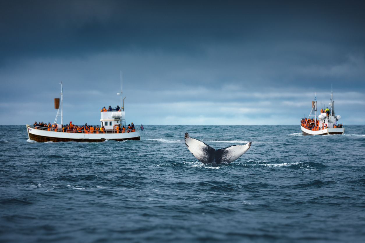 Zwei Boote mit Touristen beobachten einen Wal vor der Küste von Húsavík in Island, während seine Fluke aus dem Wasser ragt.