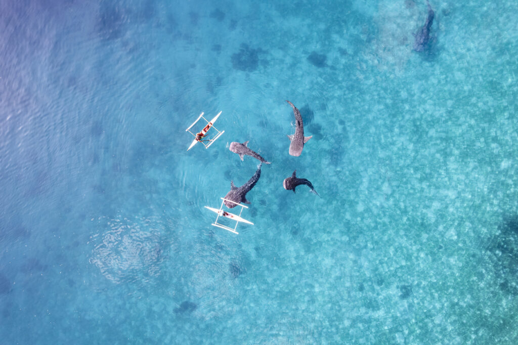 Luftaufnahme von mehreren Walhaien, die neben kleinen Auslegerbooten im klaren, türkisblauen Wasser der Philippinen schwimmen.