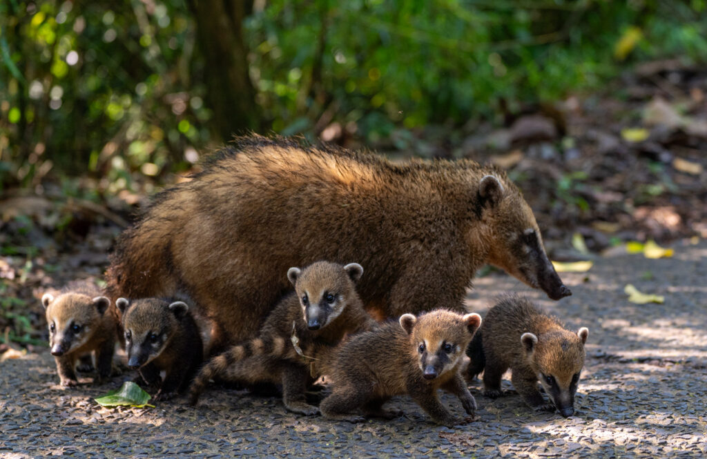 Eine Coati-Mutter mit fünf Jungen läuft über einen Waldweg im Iguazú-Nationalpark.