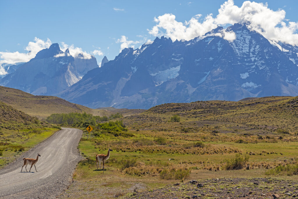 Zwei Guanakos stehen an einer Schotterstraße mit Blick auf die schneebedeckten Gipfel des Torres del Paine Nationalparks in Chile.