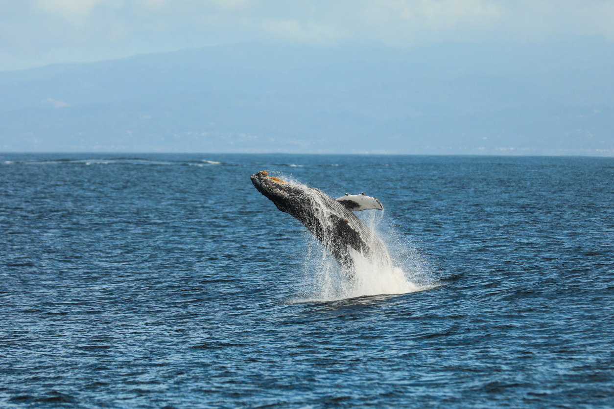 Ein Buckelwal springt aus dem Wasser in der Monterey Bay, Kalifornien, USA.