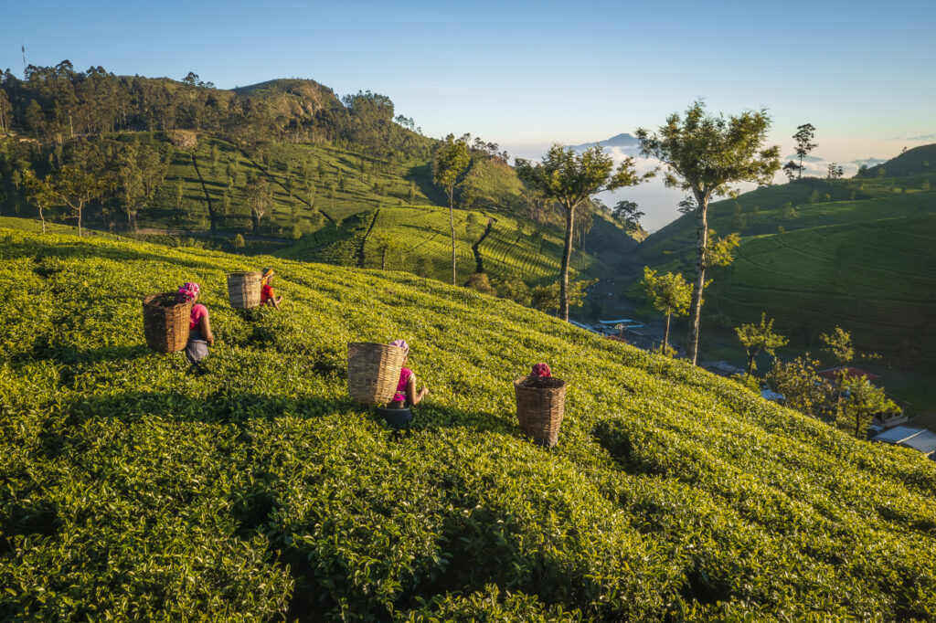 Frauen mit Körben auf dem Rücken pflücken Teeblätter in den grünen Hochland-Plantagen Sri Lankas.