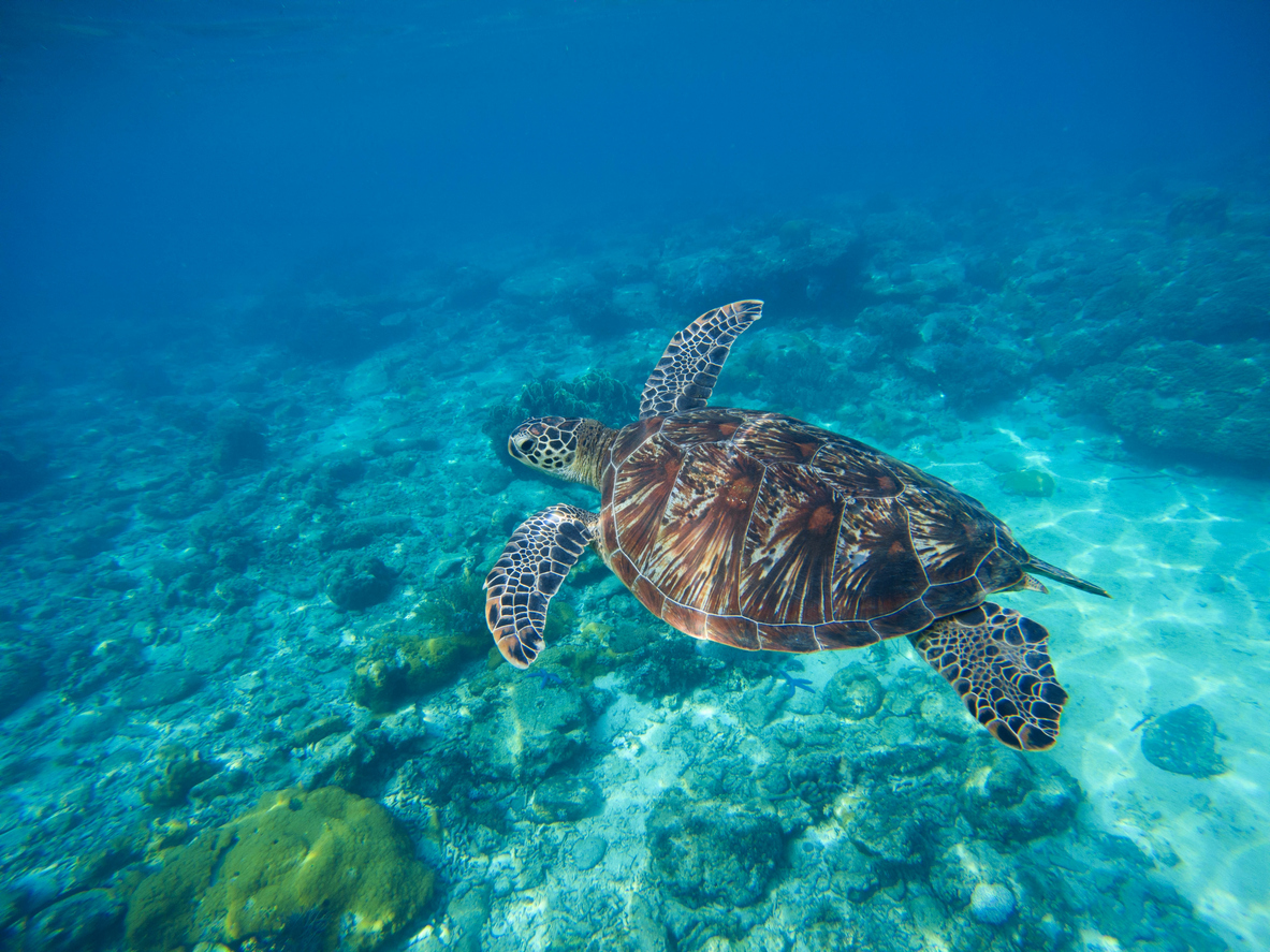 Große Meeresschildkröte schwimmt über ein Korallenriff im klaren, blauen Wasser vor den Philippinen.