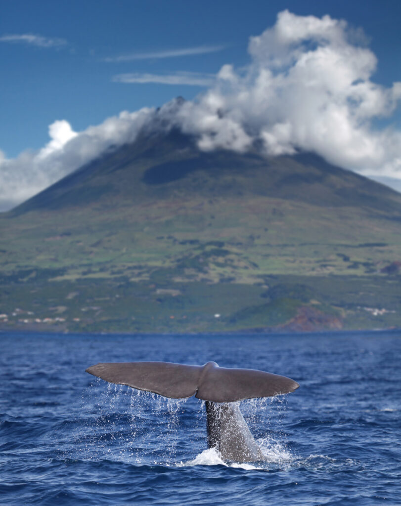 Die Fluke eines Pottwals ragt aus dem Wasser, im Hintergrund erhebt sich der Vulkan Pico auf den Azoren unter einer Wolkendecke.