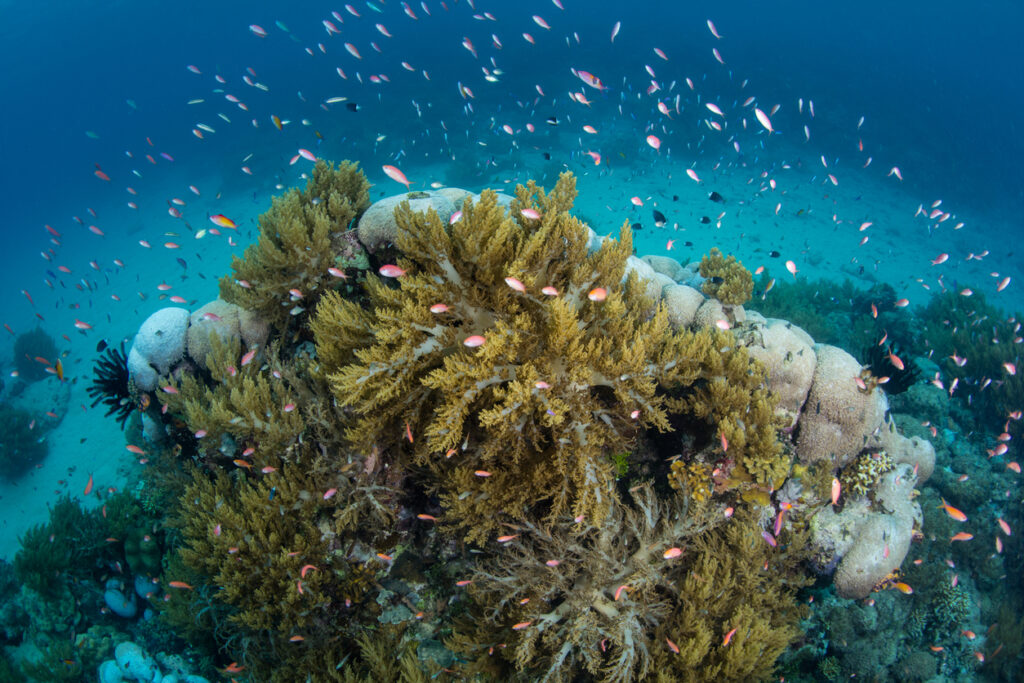 Unterwasser-Riff bei New Ireland: große Weichkorallen, umgeben von vielen kleinen orange-rosa Fischen im blauen Wasser.