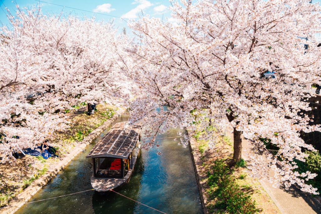 Traditionelles Boot auf einem Kanal in Kyōto, umgeben von üppig blühenden Kirschbäumen während der Sakura-Saison.