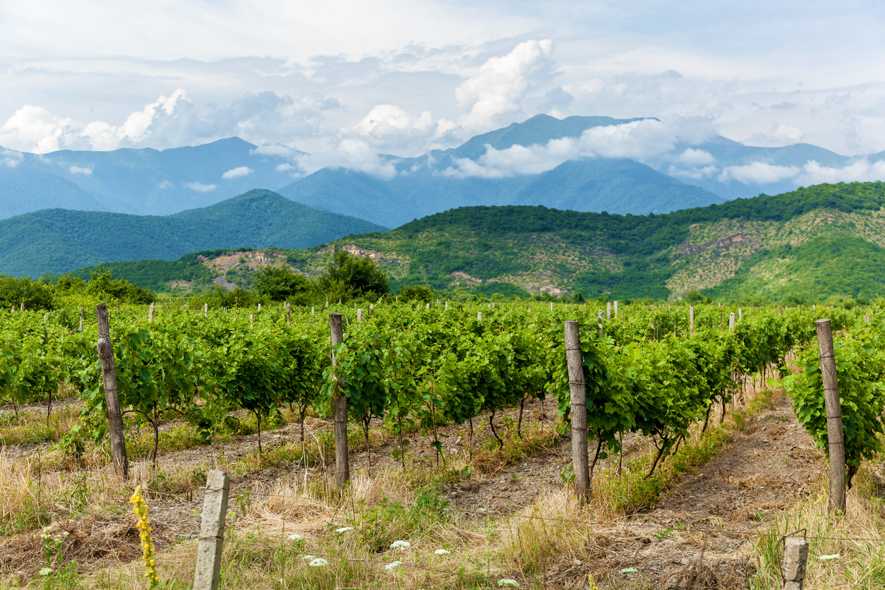 Weinberge im Alasanital vor grünen Hügeln und Kaukasus-Bergen in Georgien.