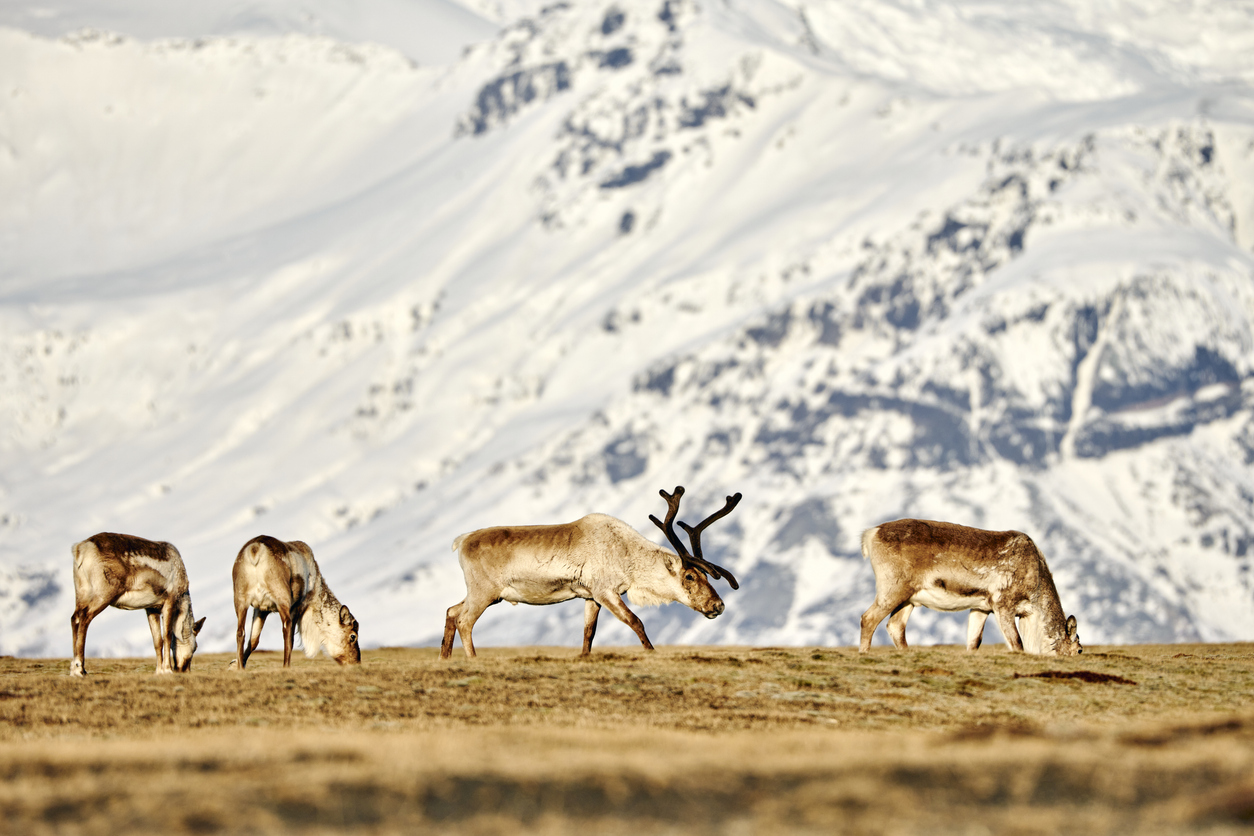 Gruppe von Rentieren auf isländischer Tundra mit schneebedeckten Bergen im Hintergrund.
