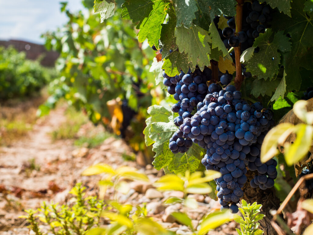 Nahaufnahme eines Traubenclusters der Rebsorte Tempranillo in einem Rioja-Weinberg; pralle, dunkelblaue Beeren hängen unter grünen Blättern, dahinter unscharfe Rebzeile im warmen Sonnenlicht.