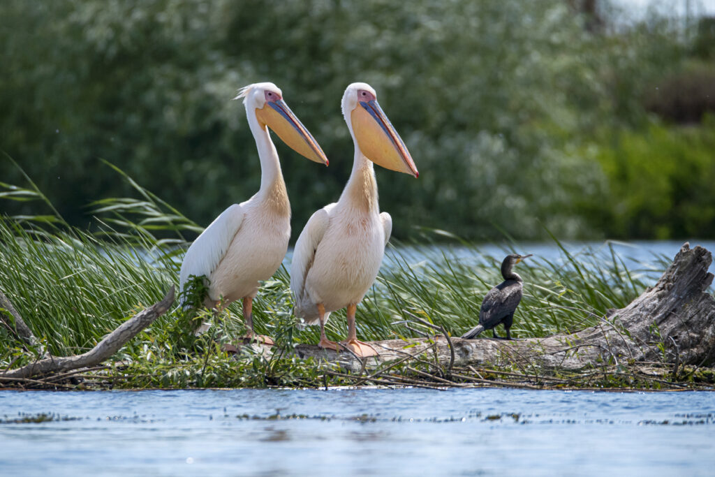 Zwei Rosapelikane neben Kormoran auf Baumstamm im Donaudelta; Schilf und Wasser im Hintergrund