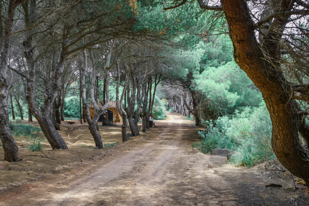 Sandweg durch dichten Pinienwald auf Menorca, links kleines Steinhaus, mediterrane Vegetation und schattiges Licht