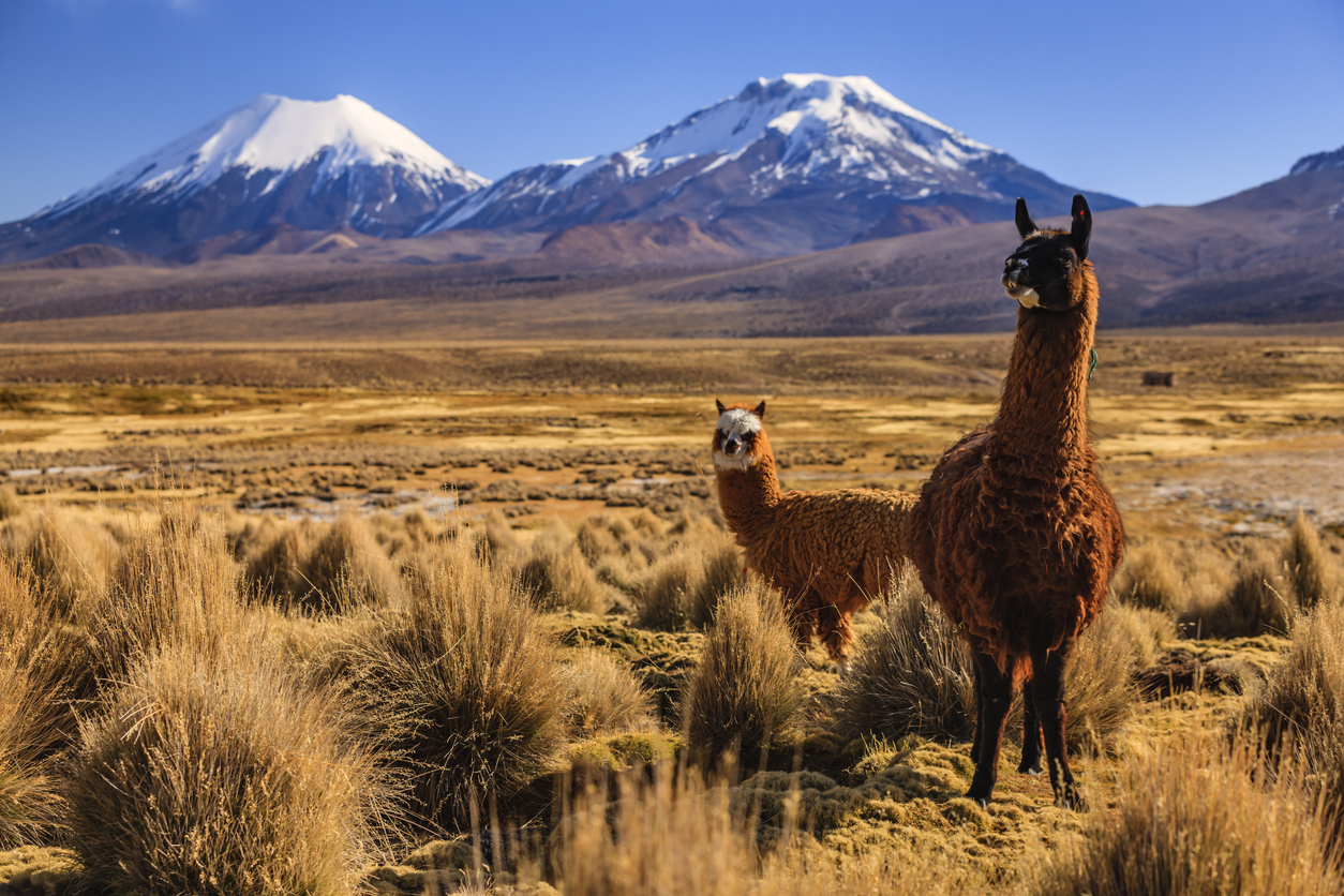 Zwei Lamas in goldener Puna-Graslandschaft; dahinter der schneebedeckte Vulkan Parinacota vor tiefblauem Himmel.