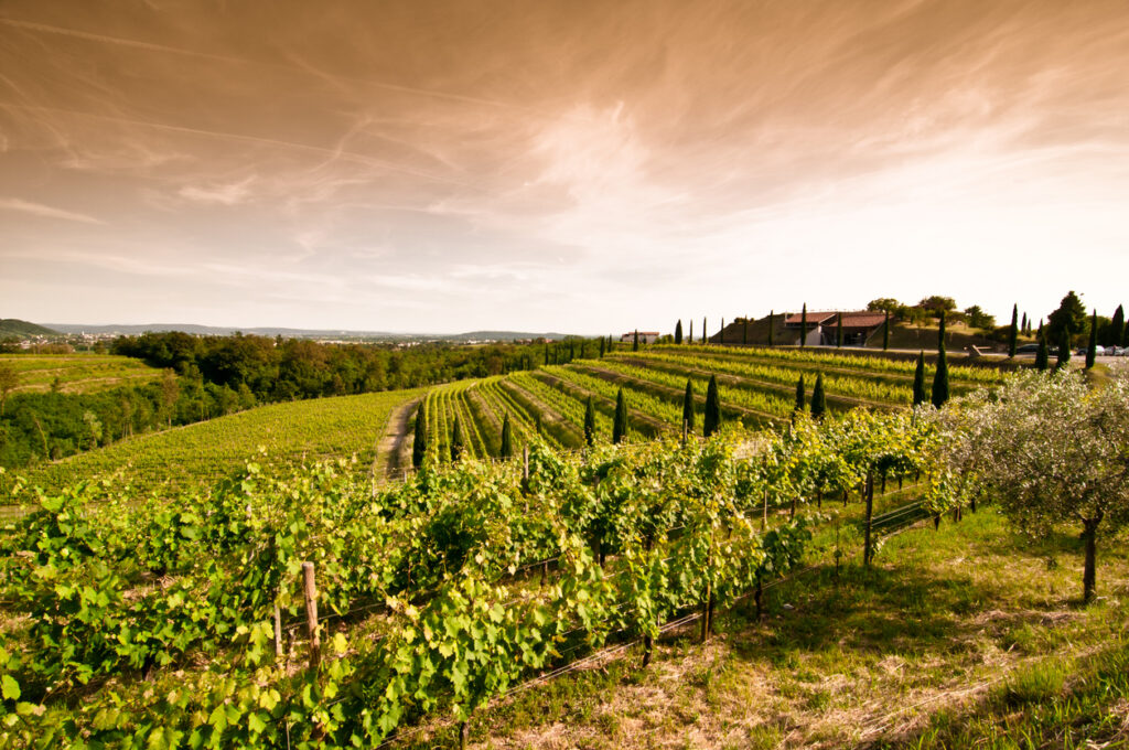 Terrassierte Weinberge im Collio mit Zypressen und Weingut im warmen Abendlicht