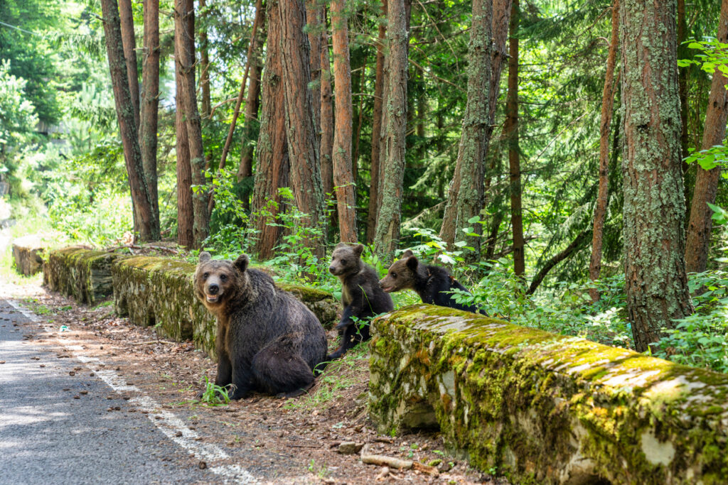 Braunbärin mit zwei Jungen am Straßenrand im rumänischen Wald neben moosiger Steinmauer