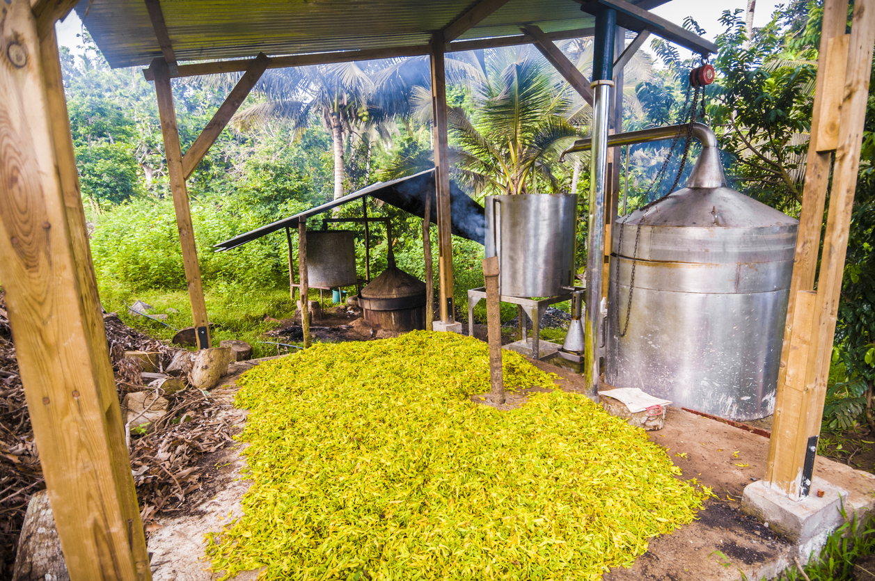 Haufen gelber Ylang-Ylang-Blüten neben Metallkesseln einer offenen Destillerie im tropischen Grün der Komoren.