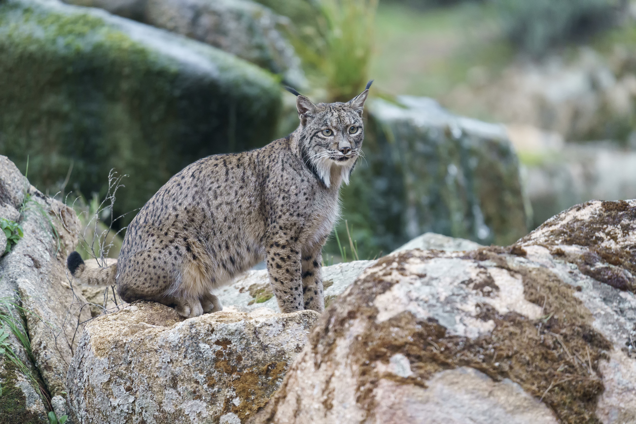 Iberischer Luchs steht wachsam auf Felsen, getupftes Fell, schwarze Ohrpinsel, natürlicher Hintergrund