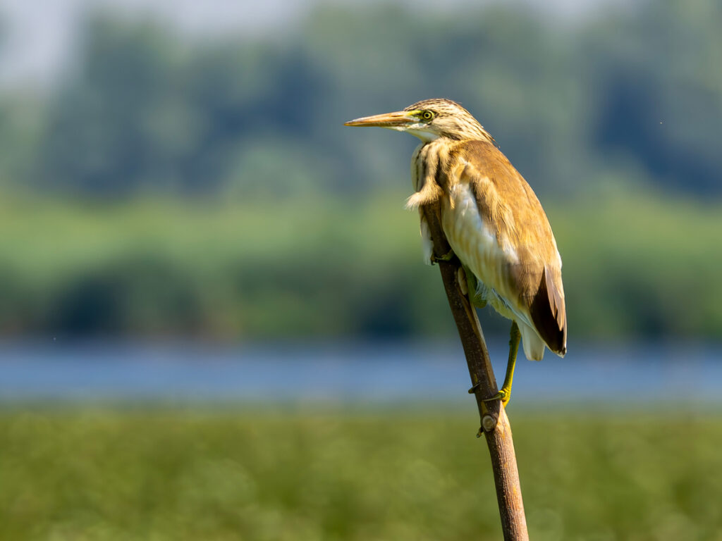 Ein Reiher sitzt auf einem Ast am Ufer des Isac-Sees im Donaudelta, umgeben von grüner Landschaft und Wasser.