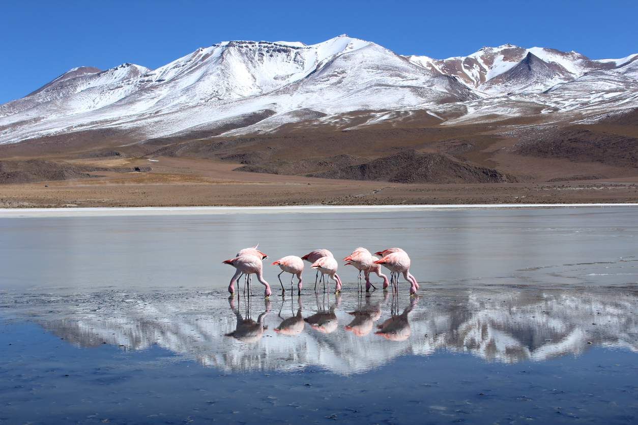 Rosafarbene Flamingos waten in spiegelglattem Salzsee; schneebedeckte Anden im Hintergrund, blauer Himmel.