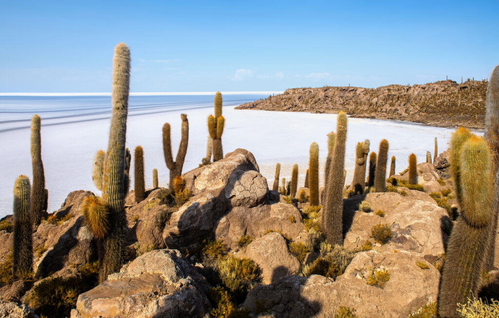 Riesige Säulenkakteen auf der Felseninsel Incahuasi, umgeben von der weißen Salzfläche des Salar de Uyuni unter blauem Himmel.