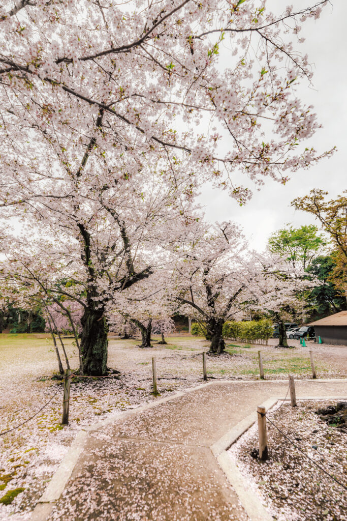 Blühende Kirschbäume in Kyōto mit herabgefallenen Blütenblättern, die den Boden und einen Gehweg rosa färben.