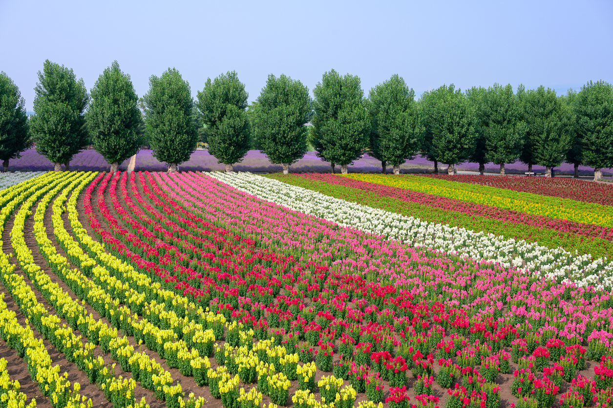 Geschwungene bunte Blumenfelder vor einer Reihe grüner Bäume in Hokkaidō