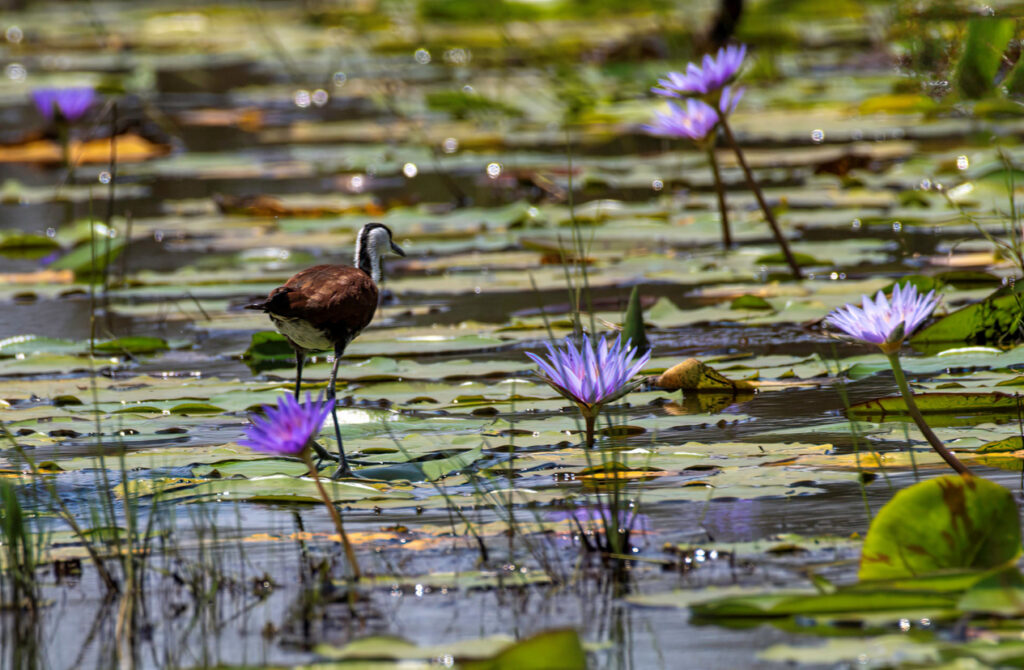 Jacana-Vogel läuft über Seerosenblätter; violette Seerosenblüten im Flachwasser.