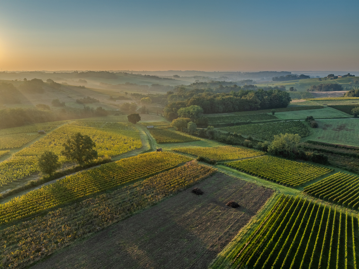 Luftaufnahme einer mosaikartigen Weinlandschaft nahe Bordeaux mit goldgrün schimmernden Rebreihen, Feldwegen und Bauminseln; am Horizont liegt feiner Dunst im warmen Licht der aufgehenden Sonne.