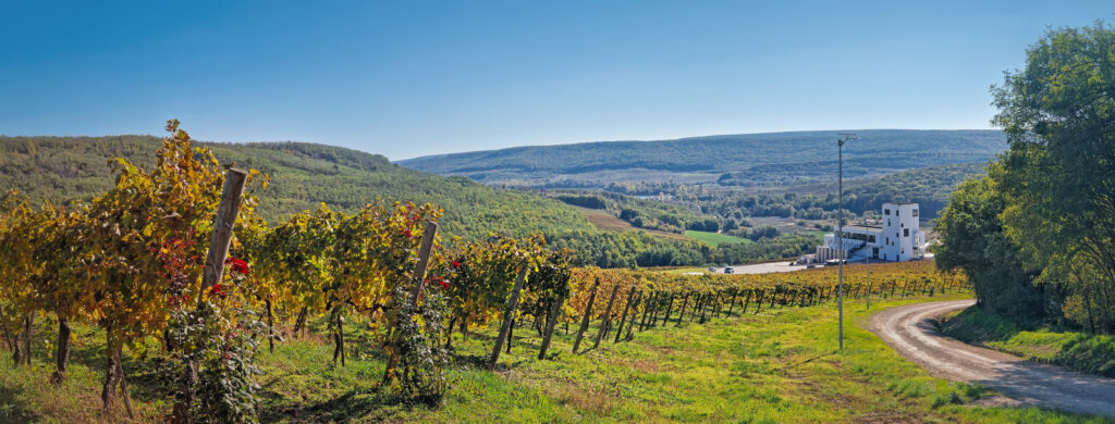 Sanft geschwungene Weinrebenreihen führen zu einem modernen weißen Weingut vor bewaldeten Hügeln unter klarem blauem Himmel in der Republik Moldau.