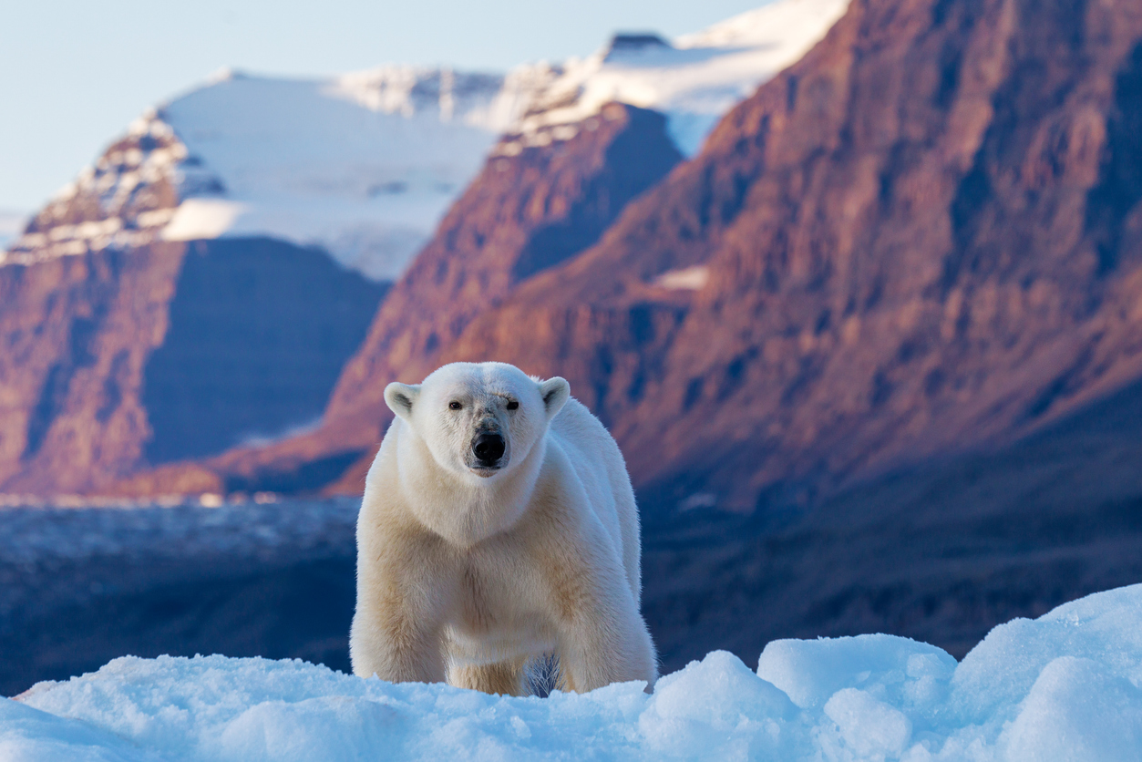 Eisbär steht auf blauem Eis vor schneebedeckten Bergen in Grönland.