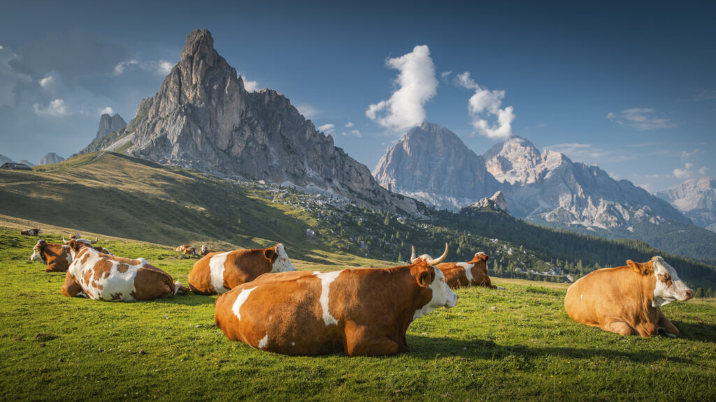 Kühe auf Almwiese vor Dolomiten in Südtirol