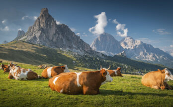 Kühe auf Almwiese vor Dolomiten in Südtirol