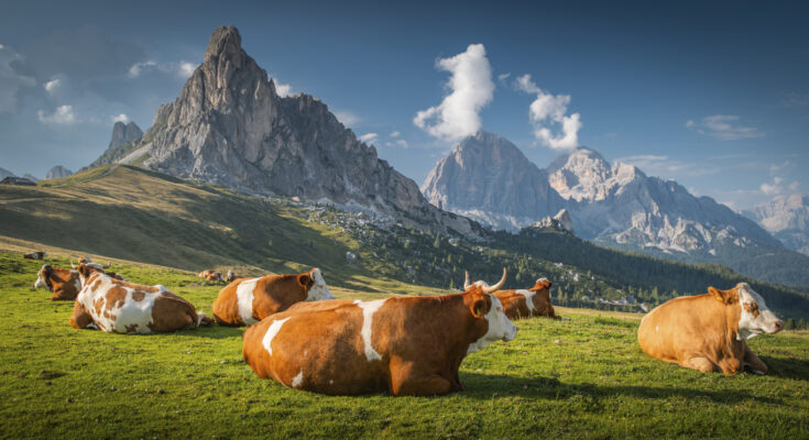 Kühe auf Almwiese vor Dolomiten in Südtirol
