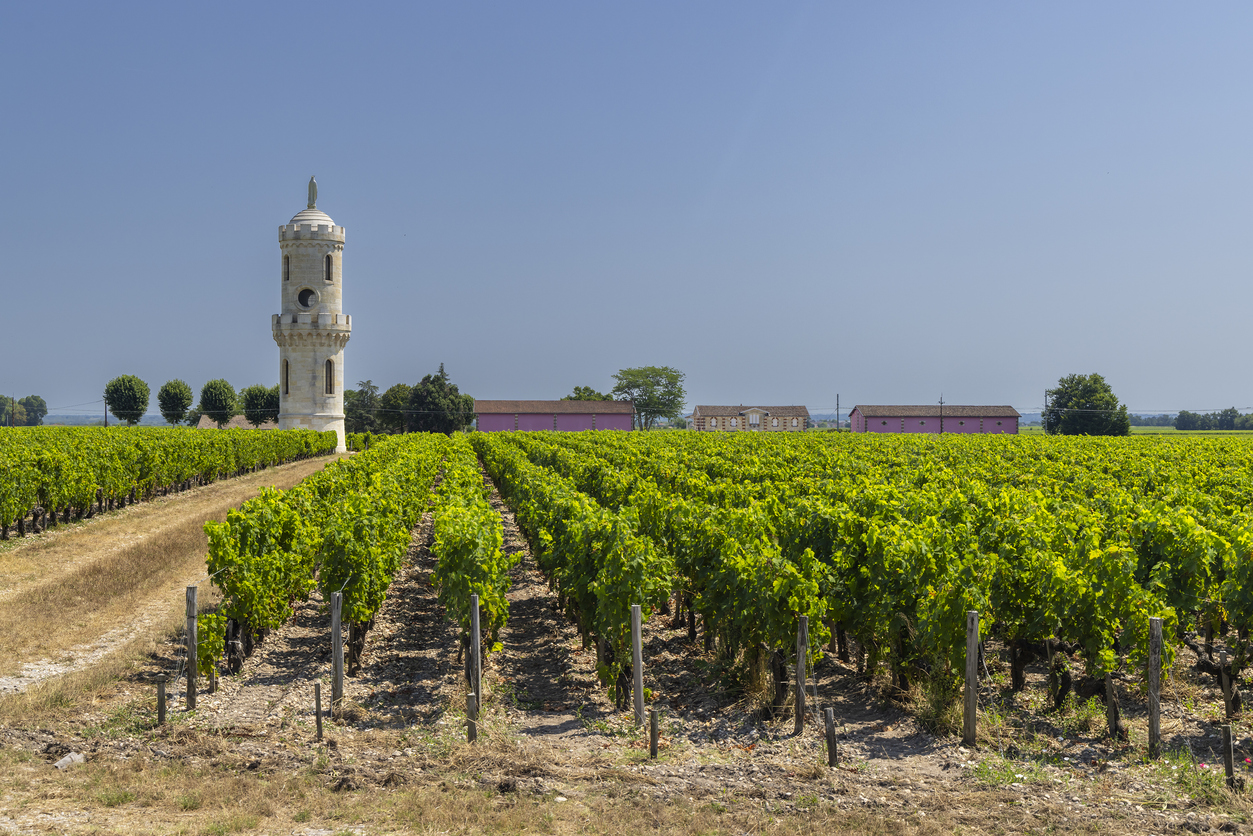 Weitwinkelaufnahme eines Weinbergs nahe Bordeaux mit dicht bepflanzten, grünen Rebzeilen; links steht ein runder, heller Steinturm, im Hintergrund mehrere Gutshäuser/Scheunen mit rosa Fassaden vor wolkenlosem Himmel.