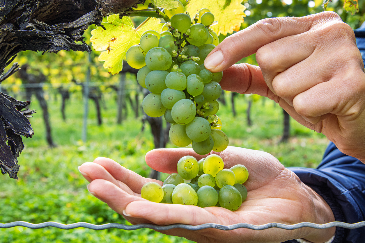 Zwei Hände ernten und prüfen eine Traube reifer, grüner Weinbeeren am Rebstock; im Hintergrund ein unscharfer Weinberg mit Laub.