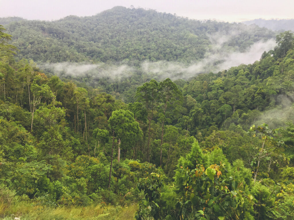Nebelverhangener tropischer Bergregenwald in Sabah, Borneo, mit grünen Hügeln und Dunstschwaden