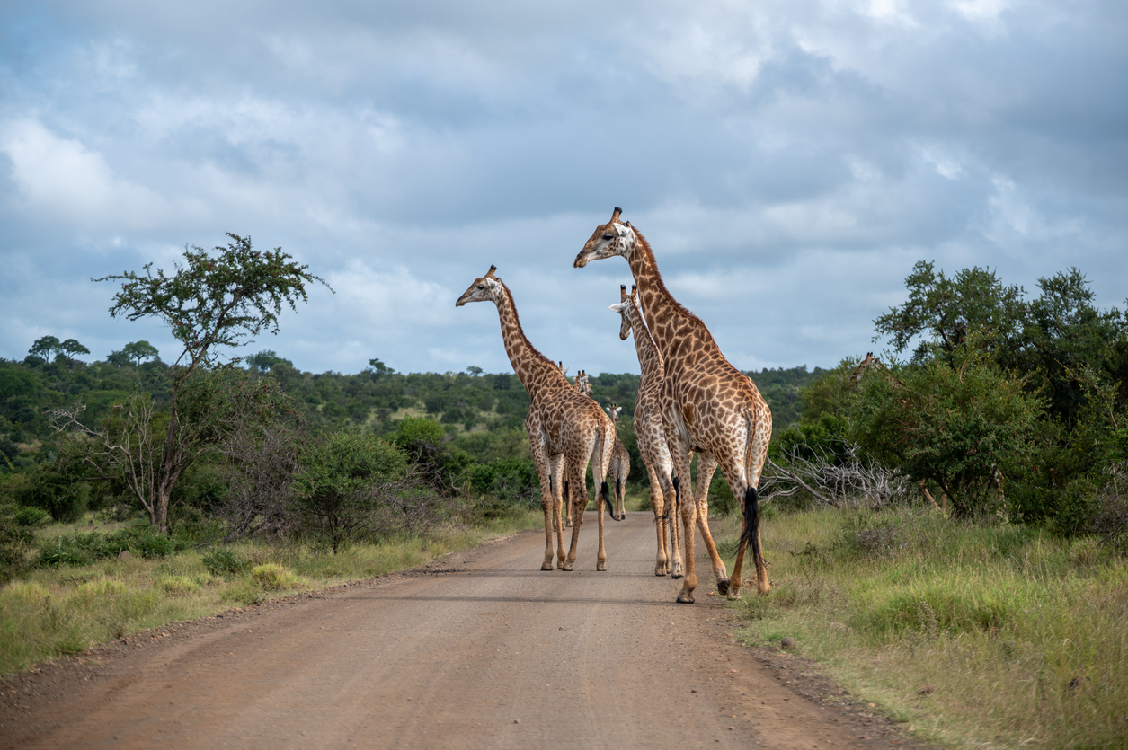 Gruppe von Giraffen überquert eine Staubstraße in der Savanne des Kruger-Nationalparks.