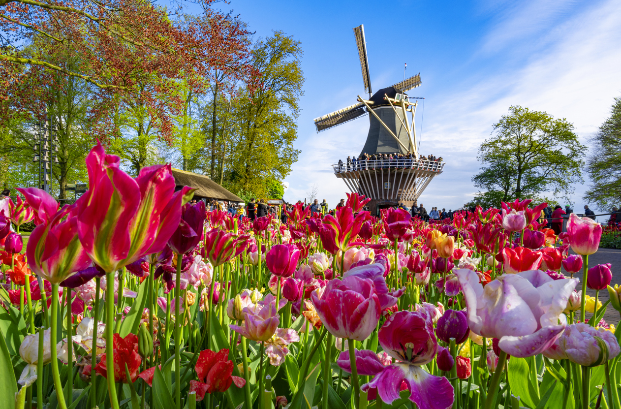 Windmühle mit Tulpenfeld nahe Amsterdam im Frühling