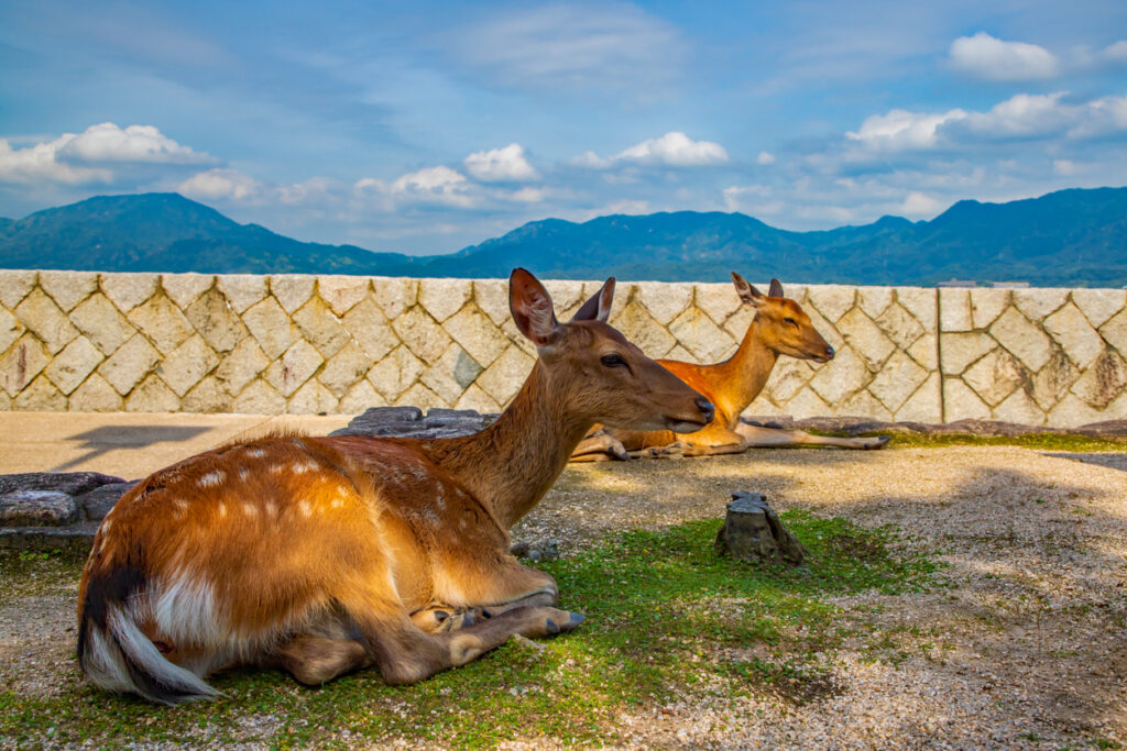 Zwei Hirsche ruhen sich in der Sonne auf Miyajima in der Präfektur Hiroshima aus, mit Bergen und blauem Himmel im Hintergrund.