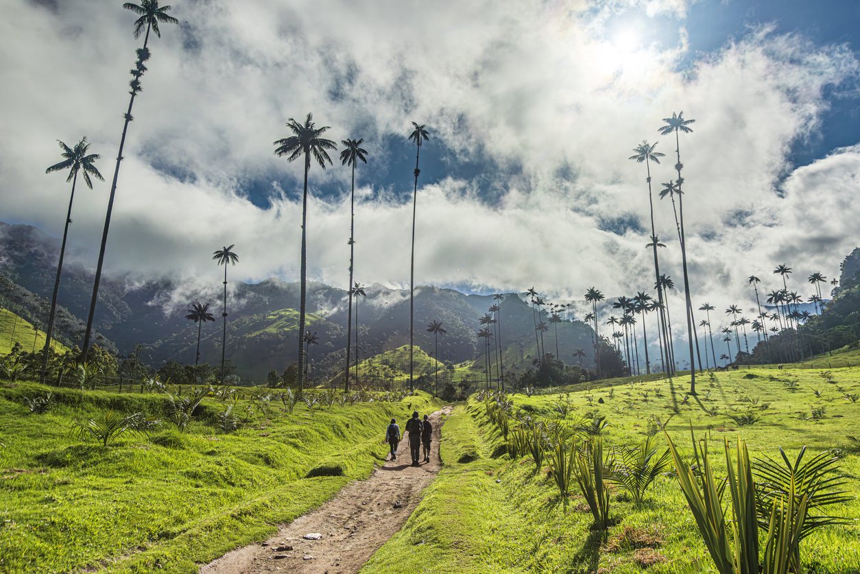 Landschaft im Cocora-Tal im Eje Cafetero, Kolumbien, mit grünen Hügeln, schlanken Wachspalmen, Wanderern auf einem Pfad und wolkenverhangenen Anden im Hintergrund.
