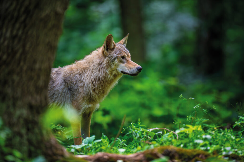 Wolf steht aufmerksam im grünen Wald